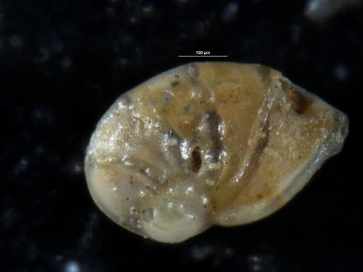 Robulus jugosus Cushman & Thomas, 1930