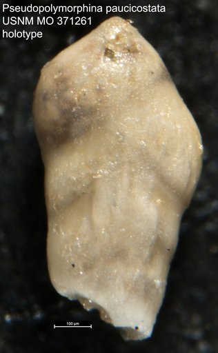Pseudopolymorphina paucicostata Cushman & Ozawa, 1930