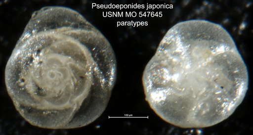 Pseudoeponides japonica Uchio, 1950