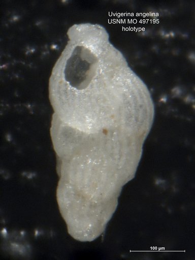 Uvigerina angelina Kleinpell, 1938