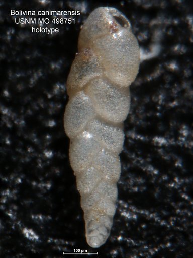 Bolivina canimarensis Palmer & Bermúdez, 1936