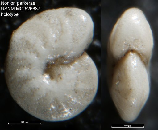 Nonion parkerae Uchio, 1960