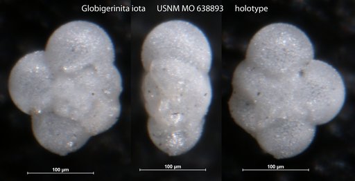 Globigerinita iota Parker, 1962