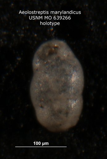 Aeolostreptis marylandicus Nogan, 1964