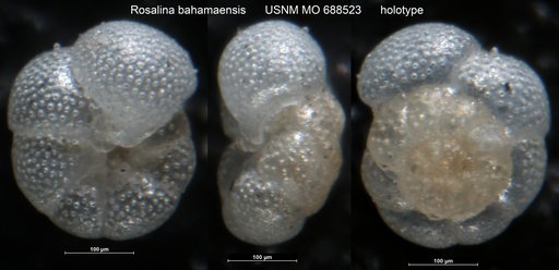 Rosalina bahamaensis Todd & Low, 1971