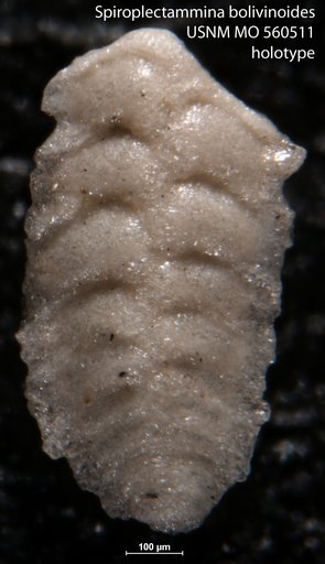 Spiroplectammina bolivinoides Israelsky, 1951