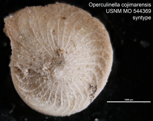 Operculinella cojimarensis Palmer, 1934