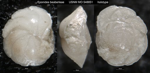 Eponides beaberleae McLean, 1953
