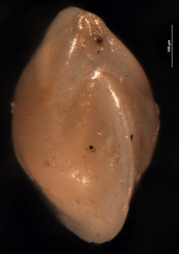 Robulus comis Israelsky, 1955
