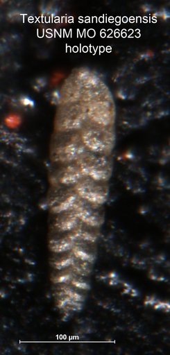 Textularia sandiegoensis Uchio, 1960