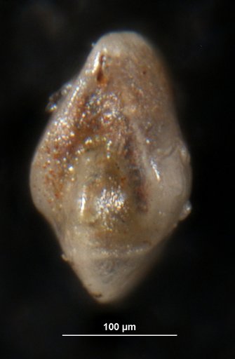 Robulus odiosus Israelsky, 1955