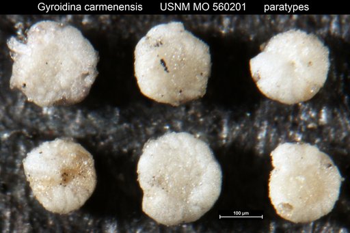 Gyroidina carmenensis Natland, 1950