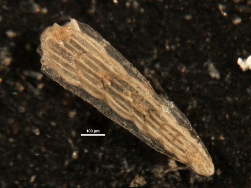 Plectofrondicularia alazanensis Cushman, 1927