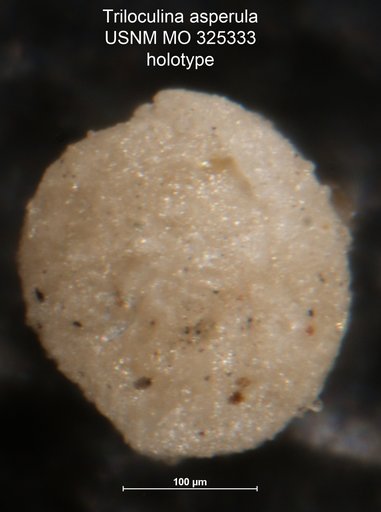 Triloculina asperula Cushman, 1918