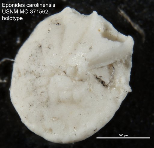 Eponides carolinensis Cushman, 1935