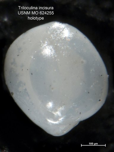 Triloculina incisura Todd, 1957