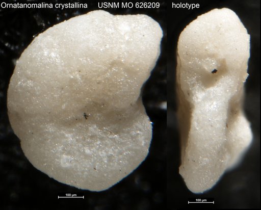 Ornatanomalina crystallina Todd & Low, 1960