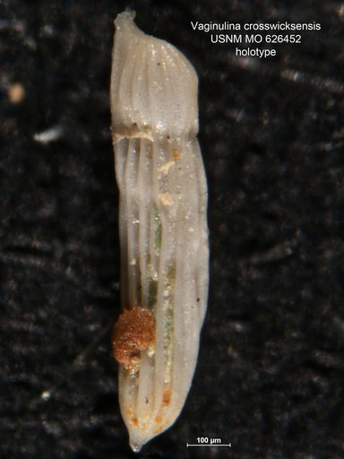Vaginulina crosswicksensis Olsson, 1960