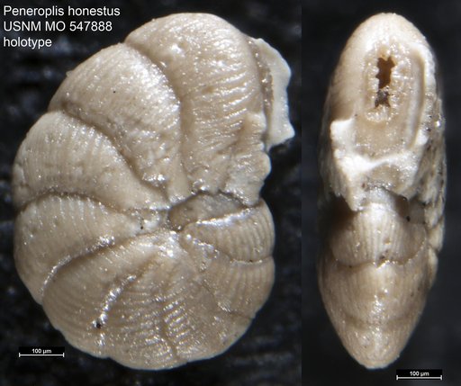 Peneroplis honestus Todd & Post, 1954