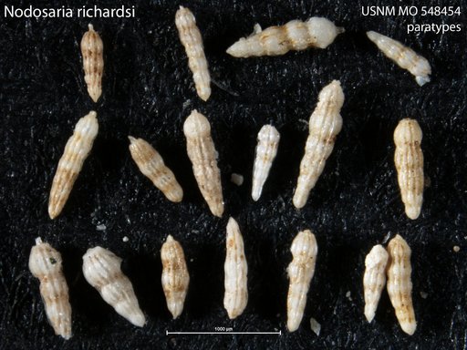 Nodosaria richardsi McLean, 1952