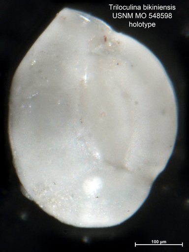 Triloculina bikiniensis Todd, 1954