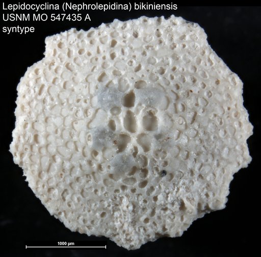 Lepidocyclina (Nephrolepidina) bikiniensis Cole, 1954