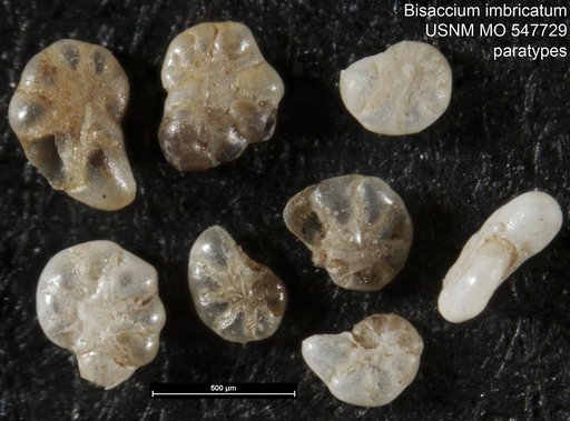 Bisaccium imbricatum Andersen, 1951