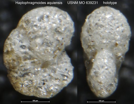 Haplophragmoides aquiensis Nogan, 1964