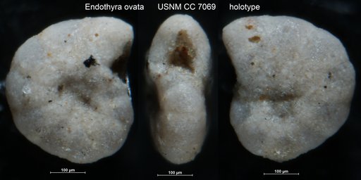 Endothyra ovata Waters, 1928