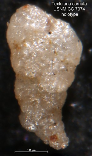 Textularia cornuta Waters, 1928