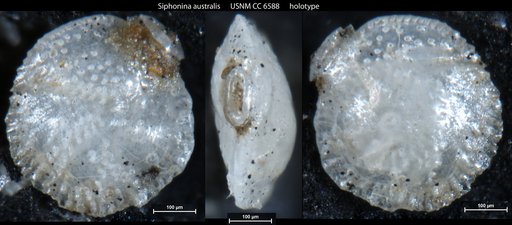 Siphonina australis Cushman, 1927
