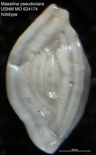 Massilina pseudoclara Todd, 1957