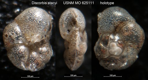 Discorbis stacyi (Leroy, 1964)