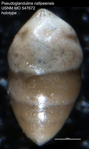 Pseudoglandulina nallpeensis Rau, 1951