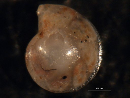 Robulus aracanus Israelsky, 1955