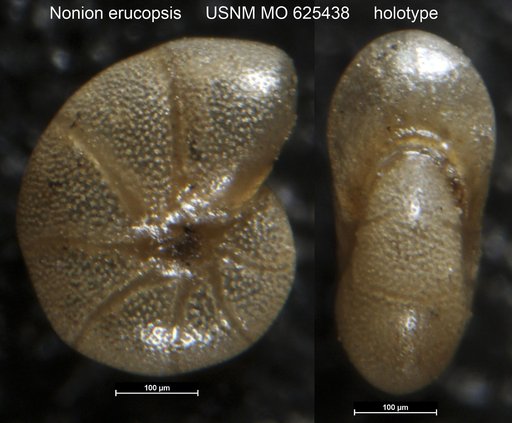 Nonion erucopsis Todd, 1957
