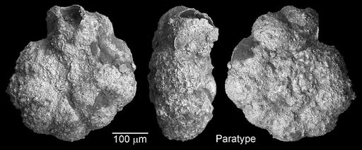 Praeglobotruncana rohri Bolli, 1959