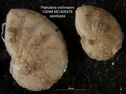 Planularia wichmanni Camacho, 1954
