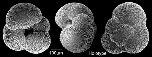 Globoquadrina globularis Bermudez, 1961