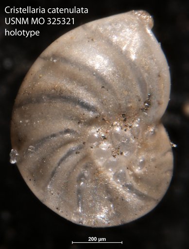 Cristellaria catenulata Cushman, 1918
