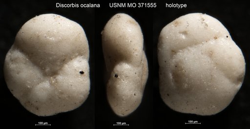 Discorbis ocalana Cushman, 1933