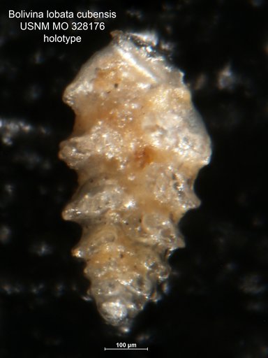 Bolivina lobata Cushman, 1919