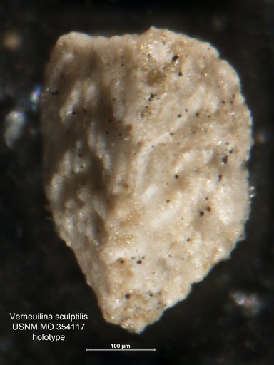 Verneuilina sculptilis Cushman, 1926