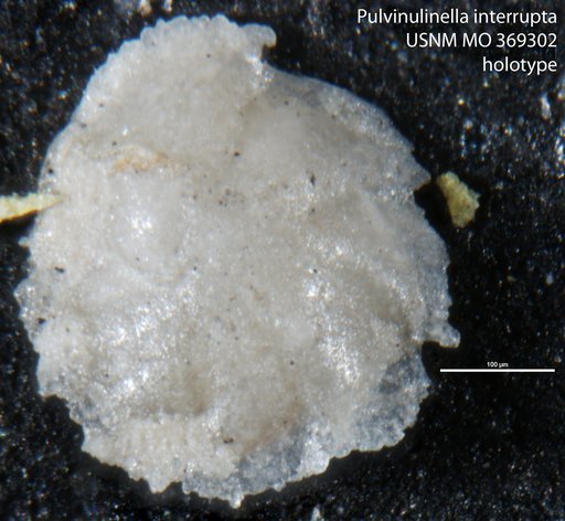 Pulvinulinella interrupta Cushman, 1927