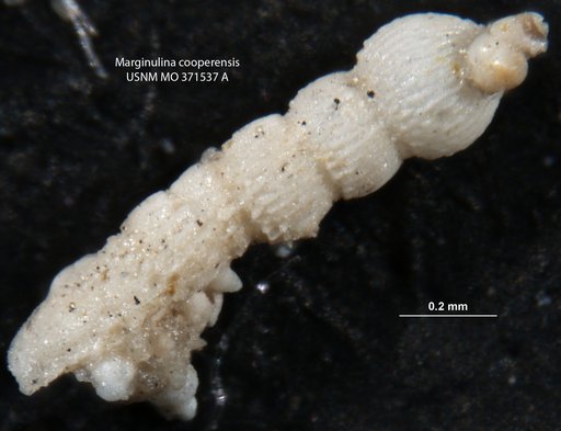 Marginulina cooperensis Cushman, 1933