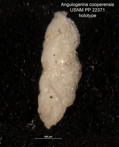 Angulogerina cooperensis Cushman, 1935