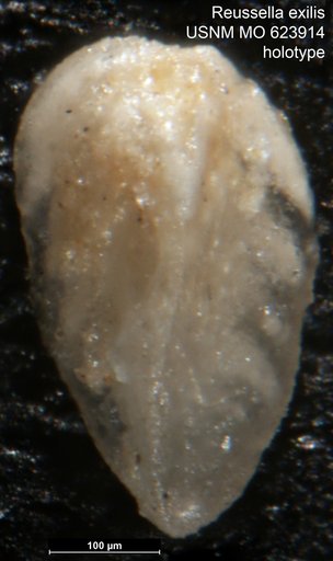 Reussella exilis Todd, 1957