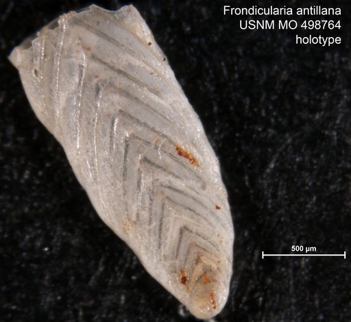 Frondicularia antillana Palmer & Bermudez, 1936