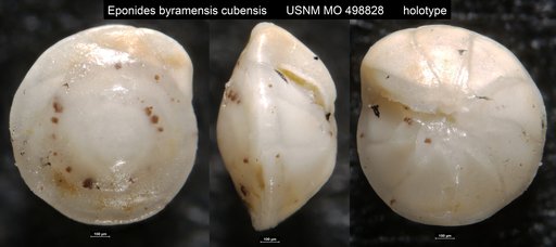 Eponides byramensis cubensis Palmer & Bermudez, 1936