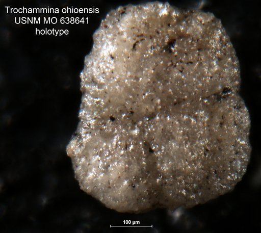 Trochammina ohioensis Conkin, 1961